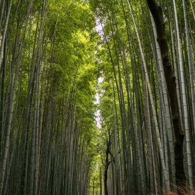 冒险王online游戏(暂未上线)v1.1 安卓版
